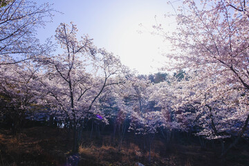 三井寺、美しい満開の桜が咲く風景、滋賀、日本