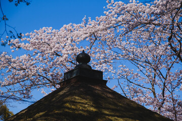 三井寺、美しい満開の桜が咲く風景、滋賀、日本