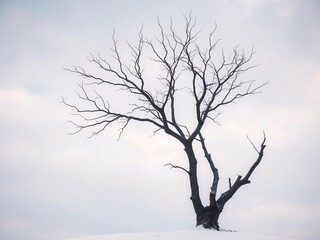 Bare branches of a solitary tree etched against a stark winter sky, a symbol of resilience ,  branches,  resilience