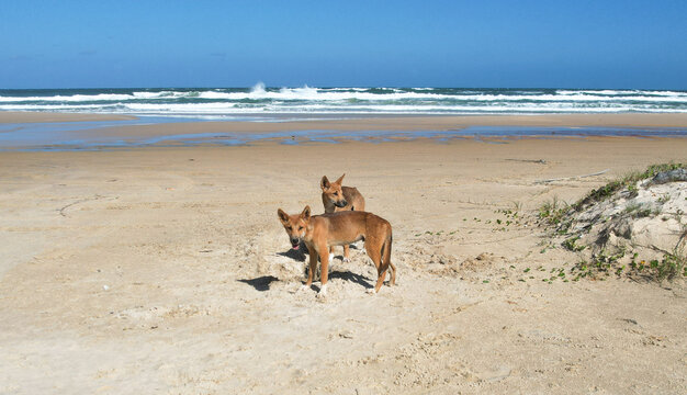 Aerial view of two dingoes stand alert on the sandy beach where the golden sands meet the turquoise sea under a clear blue sky, Eurong, Queensland, Australia.
