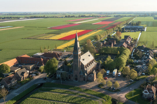 Aerial view of a spire of a church standing tall amidst green trees and buildings, with fields of colorful tulips stretching beyond,De Weere, Opmeer, The Netherlands.