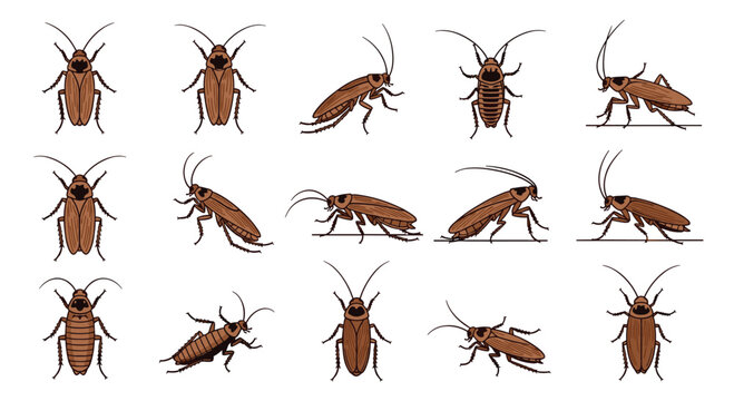 Multiple illustrations of brown cockroaches shown from various angles and poses for pest control and sanitation education topics.