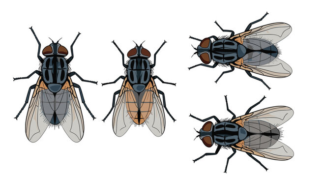 Four detailed illustrations of the common house fly from above and side views for entomology and pest control education.