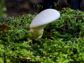 Small white oyster mushroom (Pleurotus dryinus) growing on green carpet moss
