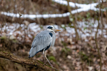 Grey heron on a branch in winter