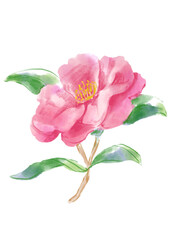 Fototapeta premium 咲き誇るピンクのサザンカの花の手描きの水彩イラスト