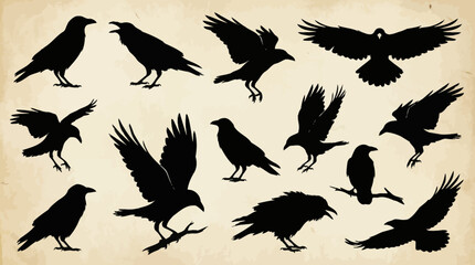 Obraz premium Crow and Raven Silhouette Set – 12 Black Bird Poses Depicting Flight, Perching, and Interaction for Ornithological, Artistic, and Symbolic Use