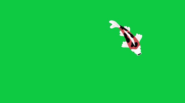 Ornamental Colorful Koi Fish Swimming Isolated on Green Screen 2d Flat Design Animation