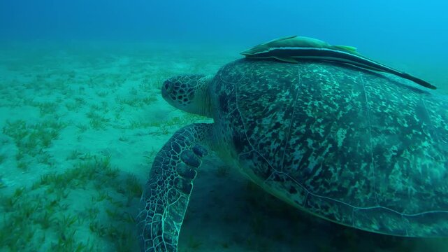 Close-up of Sea turtle swimming over sandy bottom covered with green sea grass, Slow motion of Great Green Sea Turtle, Chelonia mydas swims over Smooth ribbon seagrass, Cymodocea rotundata