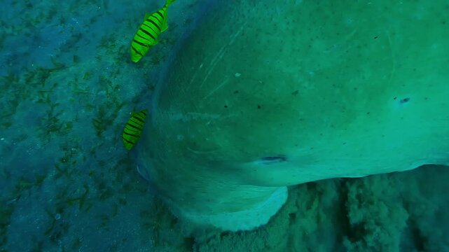 Portrait of Sea Cow actively feeding seagrass on seabed, Top view, Slow motion of Sea Cow, Dugong dugon with a Golden Trevally, Gnathanodon speciosus