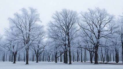 Fototapeta premium Wide view of bare deciduous trees covered in thick white frost standing in misty public park during quiet winter morning with heavy fog background
