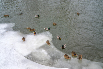 Mallard Ducks on Icy River Edge in Winter