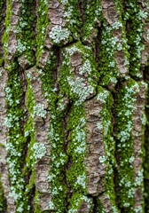 Obraz premium Extreme close-up of vibrant green moss and tiny white lichen growing on rough, weathered tree bark, highlighting organic patterns and deep texture, ecosystem, rough, background