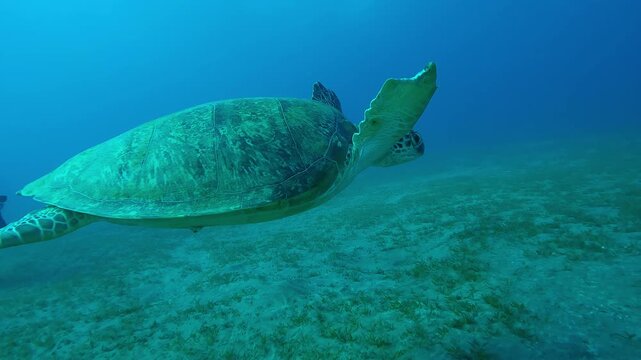 Sea Turtle with shark bite marks on fins swims in turquoise water, Slow motion, Close up of Great Green Sea Turtle, Chelonia mydas with its front flippers bitten off by shark swims above seabed