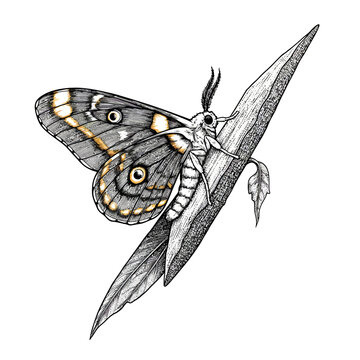 Stunning vector artwork of an Automeris belti Amazonian Silkmoth, detailed tropical insect illustration for nature and wildlife themes.
