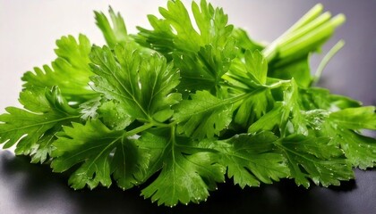 Fresh and Vibrant Cilantro - A Culinary Herb for Flavorful Dishes.
