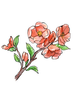 咲き誇るボケの花の手描きの線画と水彩イラスト