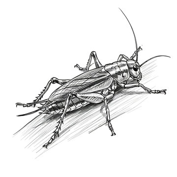 Brazilian Brown Cricket, Gryllus assimilis, vector illustration of a common South American insect, nature wildlife art.