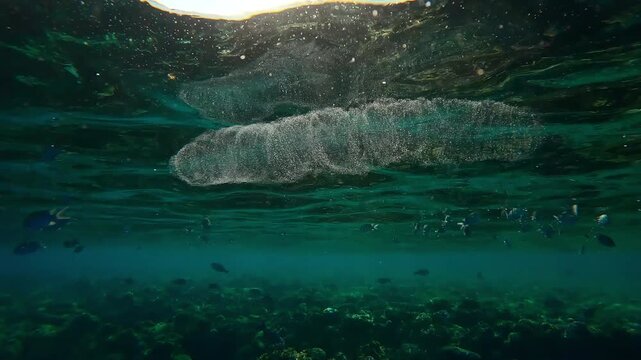 Translucent Colonial Pyrosoma floating below surface of water in morning sun light, Backlit (Contre-jour) on background swims tropical fishes, slow motion