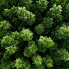 Lush green pine tree foliage top down seamless texture, dense forest canopy, natural pattern, vibrant, fresh, nature background