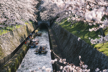琵琶湖第一疏水、満開の桜が美しい風景、滋賀、日本