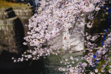 琵琶湖第一疏水、満開の桜が美しい風景、滋賀、日本