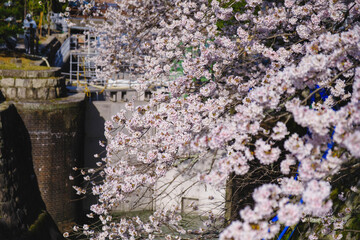 琵琶湖第一疏水、満開の桜が美しい風景、滋賀、日本