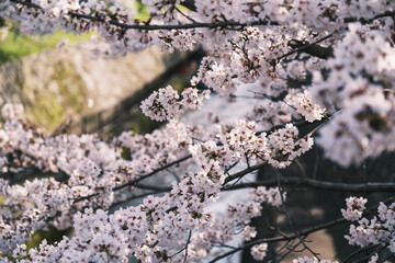 琵琶湖第一疏水、満開の桜が美しい風景、滋賀、日本
