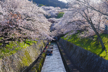 琵琶湖第一疏水、満開の桜が美しい風景、滋賀、日本