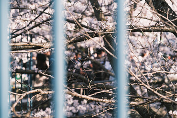 琵琶湖第一疏水、満開の桜が美しい風景、滋賀、日本