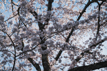 琵琶湖第一疏水、満開の桜が美しい風景、滋賀、日本