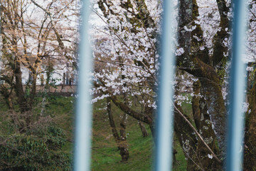 琵琶湖第一疏水、満開の桜が美しい風景、滋賀、日本