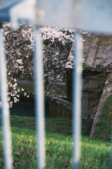 琵琶湖第一疏水、満開の桜が美しい風景、滋賀、日本