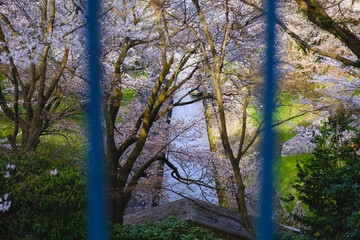 琵琶湖第一疏水、満開の桜が美しい風景、滋賀、日本