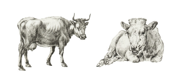 Vintage-style vector illustration of two cows. Painting, pencil sketch.