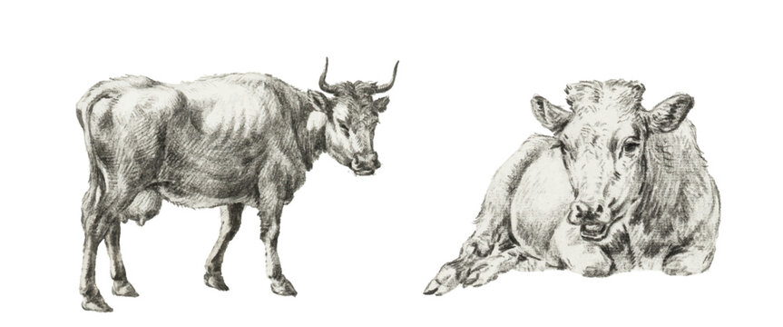 Vintage-style vector illustration of two cows. Painting, pencil sketch.