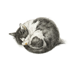 Vintage-style vector illustration of a cat sleeping. Painting, pencil sketch.