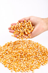 Raw Popcorn Kernels in Hand with Pile of Corn