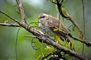 Yellow vented Bulbul