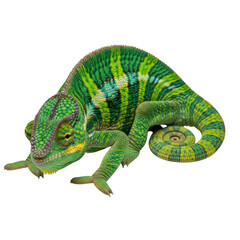 Obraz premium Vibrant chameleon isolated on transparent background