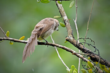 Yellow vented Bulbul