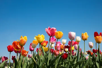 Fototapeten Tulpen mix of colorful tulips outdoor and blue sky in the upper half  © SusaZoom