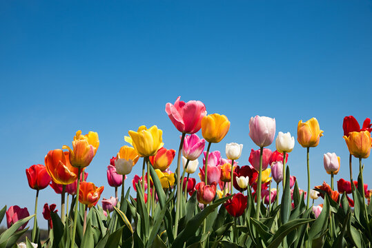 mix of colorful tulips outdoor and blue sky in the upper half