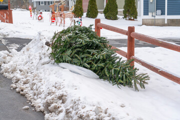 Christmas tree discard out for trash pick up after holiday