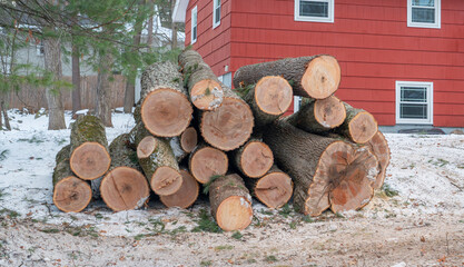 cut tree trunks in the front yard after tree removal