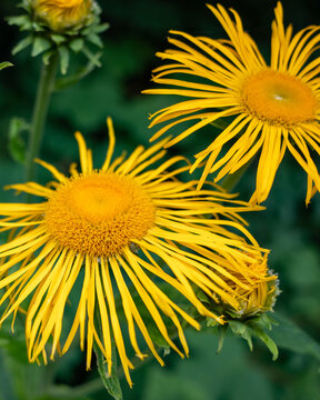 Elecampane inula helenium blooming yellow flowers