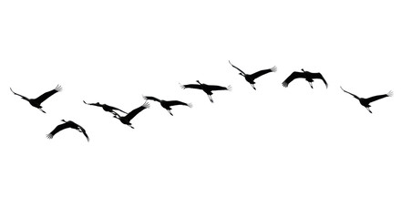 Obraz premium Nine elegant cranes in perfect black silhouette, uniform, flying gracefully in a curved formation against a transparent, limitless background with extreme backlighting. Serene concept of flight,