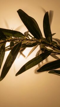 Vertical video: Swaying branch after camera shift on warm wall, narrow leaves casting soft shadows