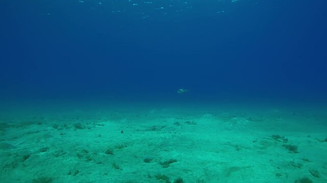 Lonely trigger fish swims above the sea bottom with sandy hills on the depth, Forward movement above hilly sand seabed on sea deep, Natural background of underwater desert scenery