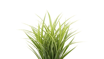 Fototapeta premium Vibrant Variegated Ornamental Grass Blades Isolated on transparent Background